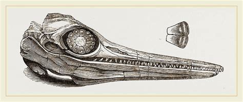 Ichthyosaurus Drawings for Sale - Fine Art America