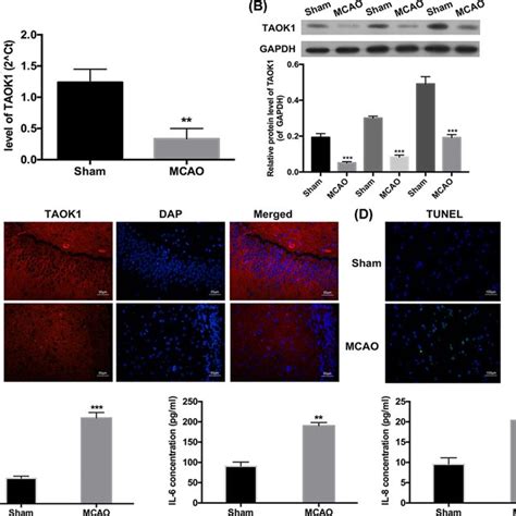 MCAO Rats Exhibited Neurological And Functional Deficits A B