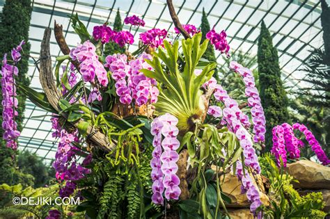 Orchid Extravaganza 2023 and Gardens by the Bay Updates | Dejiki.com