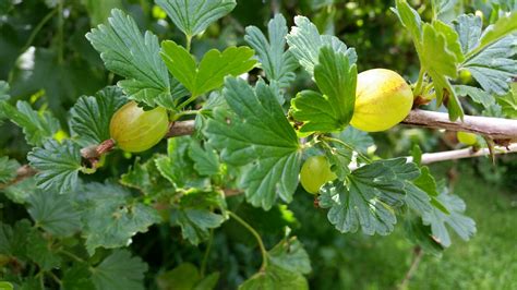 gooseberry bush | Greenside Up