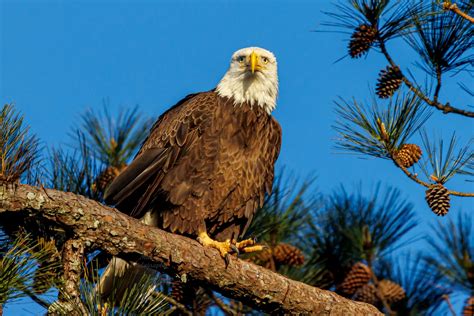 Happy National American Eagle Day! : r/BirdPhotography