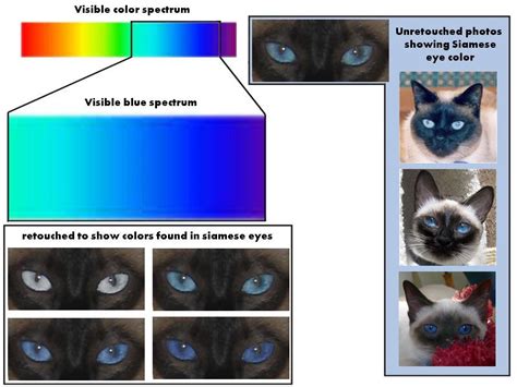 Black&Tan Siamese eye color reference