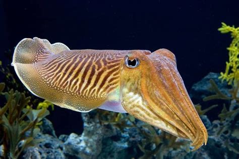 Common cuttlefish - Alchetron, The Free Social Encyclopedia