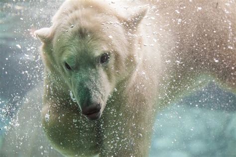 The Cochrane Polar Bear Habitat Is Getting A New Addition My Timmins Now