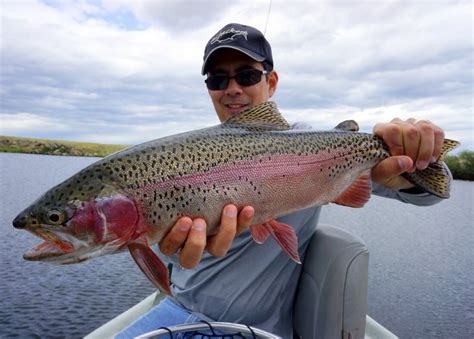 How To Catch Rainbow Trout Tips For Fishing For Rainbow Trout