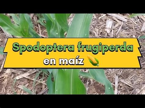 Spodoptera Frugiperda En Ma Z Gusano Cogollero Youtube