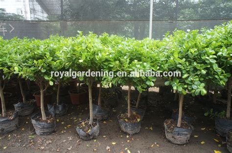 Ficus Panda High Quality Ficus Panda On