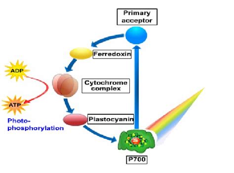 Biology Form 6 Light Reaction In Photosynthesis