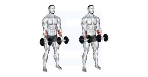 Dumbbell Standing Wrist Curl Guide Benefits And Form