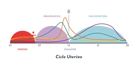 Conheça Todas As Fases Do Seu Ciclo Menstrual