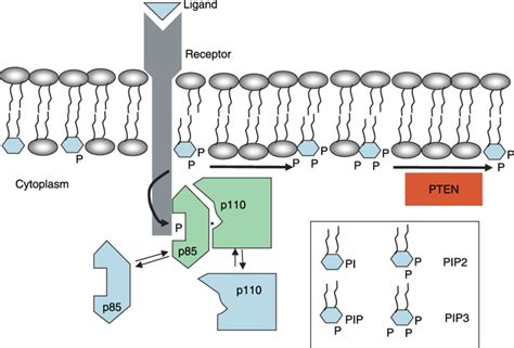 Activation Of Pi3 Kinase Ligand Activation Of Receptors Induces