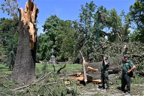 A Milano Gli Alberi Caduti Per Il Nubifragio Si Trasformeranno In