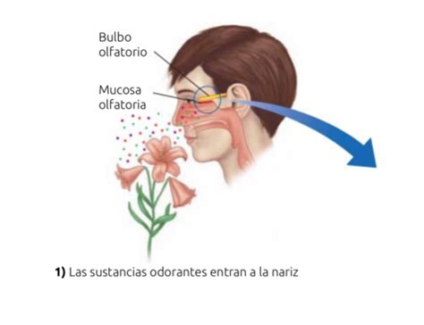 Tema Gusto Y Olfato Sentidos Qu Micos Flashcards Quizlet