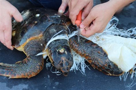 Wwf Sos Tartarughe Salviamole Dalla Plastica La Repubblica