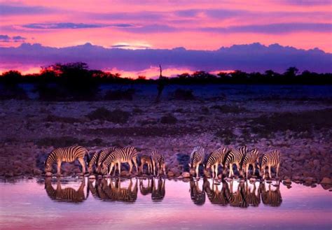 The Best Time to Visit Southern Africa for a Safari - When to Go