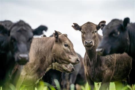 Reba O De Vacas Pastando En Pastos En Un Campo Ganado Angus