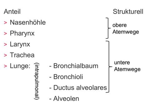 Kv Anatomie Des Respirationstrakt Ii Flashcards Quizlet