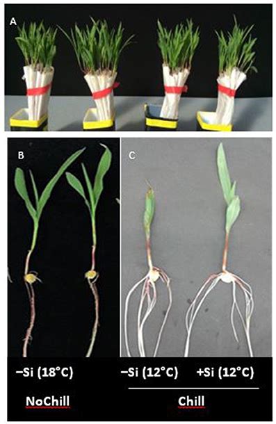 Frontiers Silicon Improves Chilling Tolerance During Early Growth Of