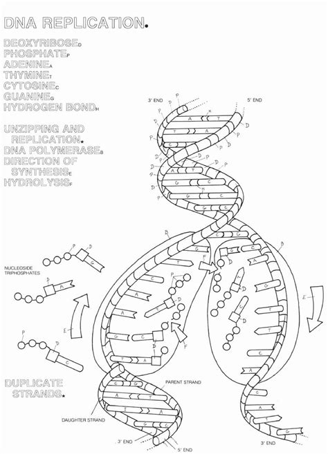 Dna And Replication Worksheet Pin On Science Dna Transcription And