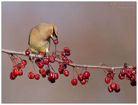 Findnature Photos Jaseur D Am Rique Des C Dres Cedar Waxwing