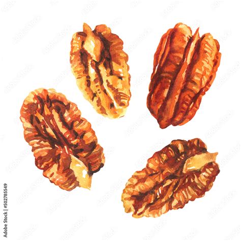 Tasty Pecan Nut Pecan Broken Halves And Pieces Dried