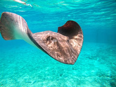 A Guide To Dolphin Cove Montego Bay And Ocho Rios Sandals