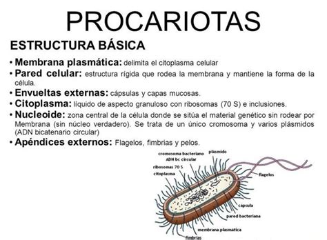 Procariotas Qu Es Cu Les Son Funciones Y Caracter Sticas