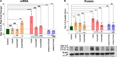 Frontiers Molecular And Cellular Response Of The Myocardium H C