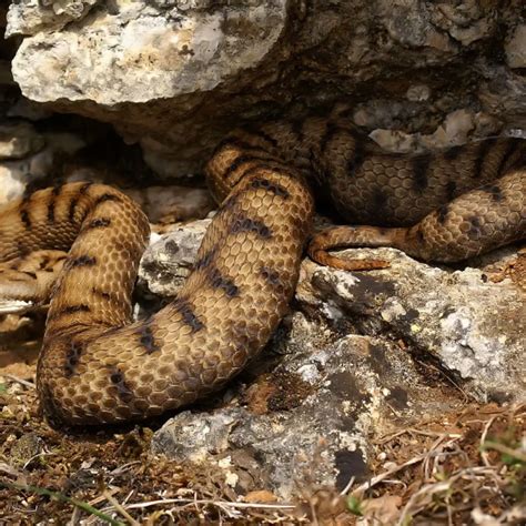 Vipera Aspis Francisciredi Facts Diet Habitat And Pictures On