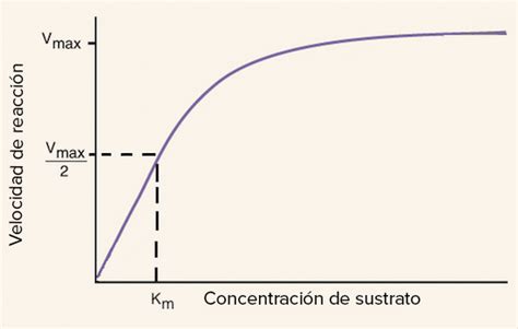 Efecto De La Concentracion De Sustrato En La Actividad Enzimatica