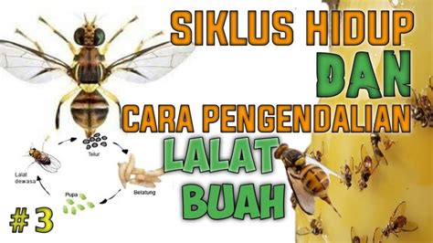 Siklus hidup dan cara pengendalian LALAT BUAH #3 | Buah, Siklus hidup, Hidup