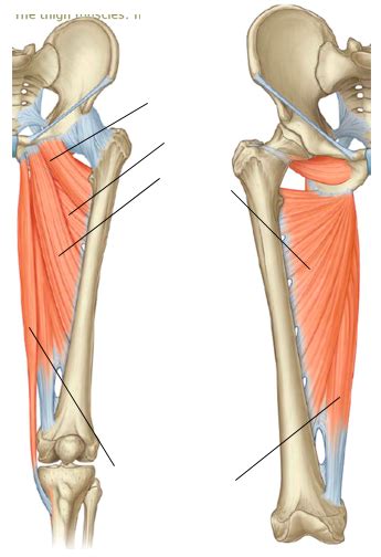 Medial Thigh Muscles Diagram Quizlet