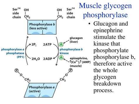 PPT Coordinated Regulation Of Glycolysis Gluconeogenesis PowerPoint