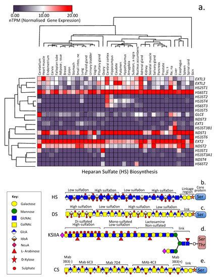 Ijms Free Full Text Hs An Ancient Molecular Recognition And