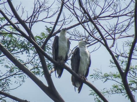 White Bellied Sea Eagle White Bellied Flickr