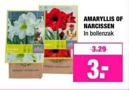 Amarayllis Of Narcissen Aanbieding Bij Big Bazar Folders Nl