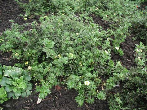 Potentilla Fruticosa Elizabeth Esveld Webshop