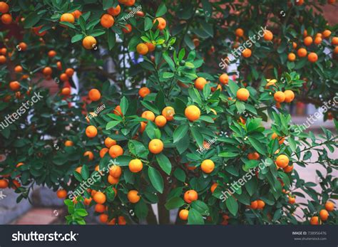 Vietnamese Mandarin Orange Tree Used New Stock Photo 738956476