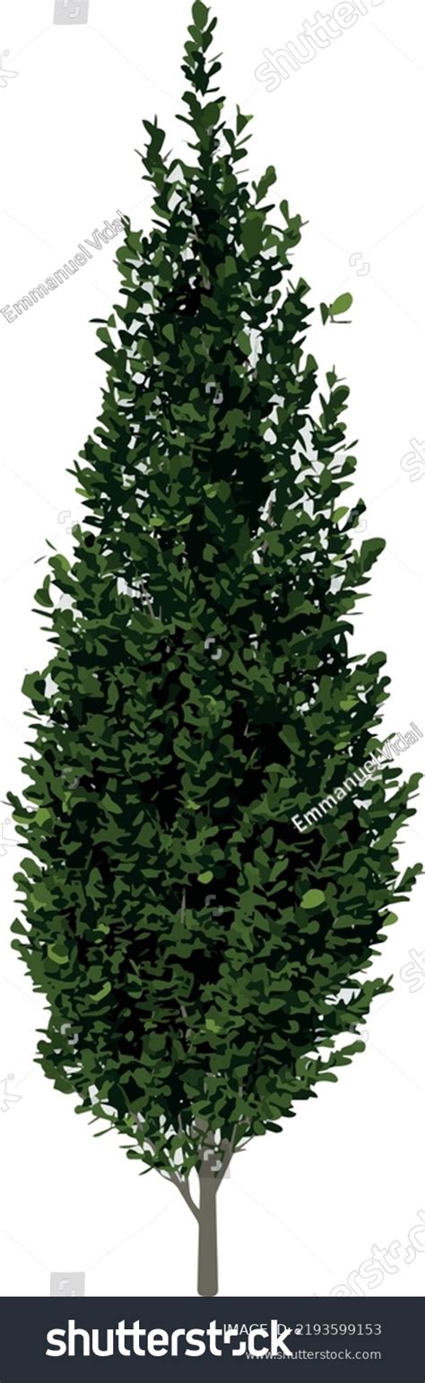 Front View Plant Carpinus Betulus Pyramidalis Stock Vector Royalty