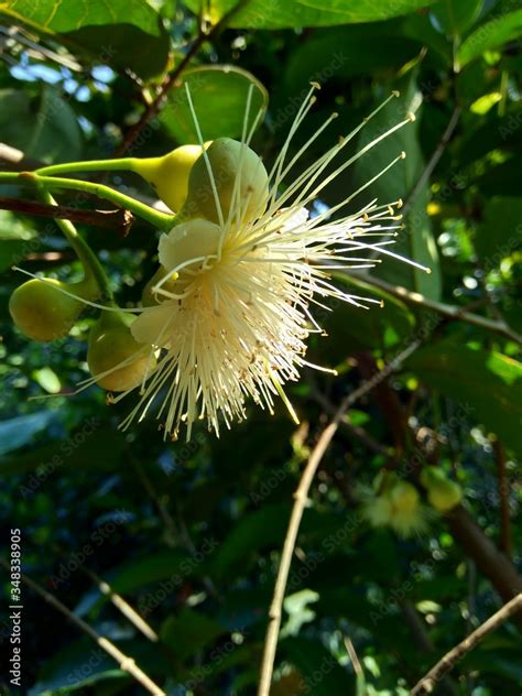 Yzygium Aqueum Watery Rose Apple Water Apple Bell Fruit Flower With