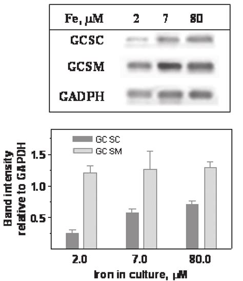 Rt Pcr Analysis Of Gclc And Gclm Expression Mrna Expression Of The