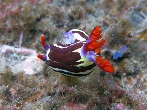 Nembrotha Purpureolineata Sydneydives