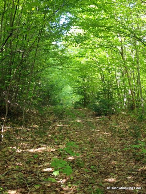 Old Logging Road The Adirondack Almanack The Adirondack Almanack