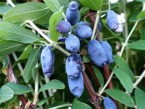 Jagoda Kamczacka Leningradsky Velikan Lonicera Caerulea Var