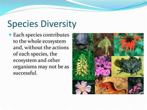 PPT - BIODIVERSITY PowerPoint Presentation, free download - ID:1957757