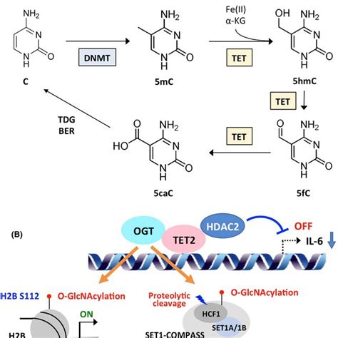 Teneleven Translocation Tet Mediated Regulation Of Erythroid