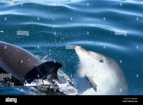 Bottlenose Dolphins Tursiops Truncatus Bay Of Islands New Zealand