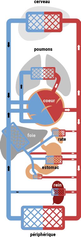 Ligature Représenter joggeur le systeme cardiovasculaire Figure Gladys