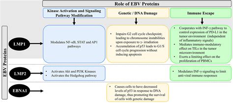 Frontiers Role Of Epsteinbarr Virus In The Pathogenesis Of Head And