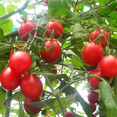 Semillas Semillas De Tomate Cherry Vegetal Tomate Cherry Para